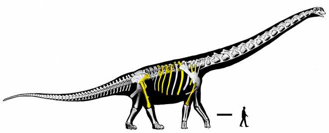 artist's reconstruction of the cretaceous period sauropod dinosaur nagatitan chaiyaphumensis, whose fossilized remains were unearthed in thailand.