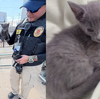 Kitten rescued after being trapped 20 feet down utility pipe in Texas