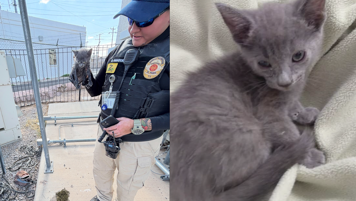 Kitten rescued from a 20-foot utility pipe in Texas