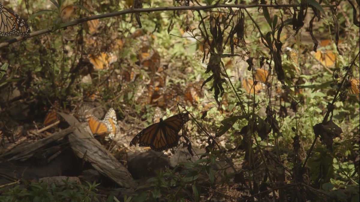 Recent rains bring surge in insect activity across Oklahoma