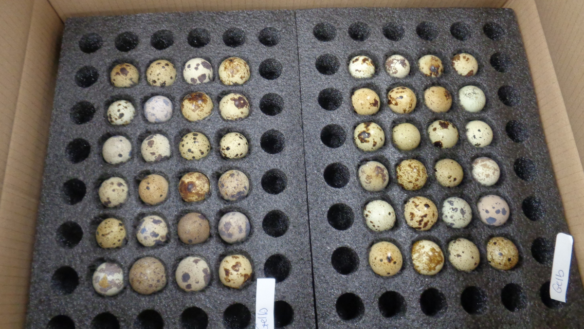 Cincinnati CBP officers seize hundreds of hatching eggs from Germany