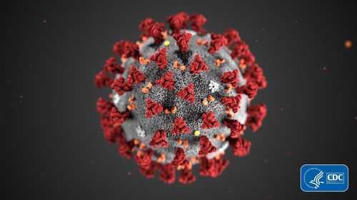 The CDC's model of the coronavirus is shown. After months of progress in the fight against Covid-19, cases are rising again as the highly contagious Delta variant spreads across the US.