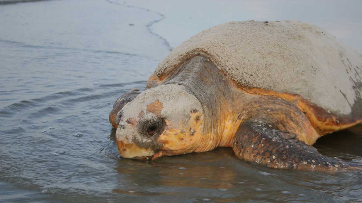 Georgia beaches set new loggerhead turtle nest record - WJCL