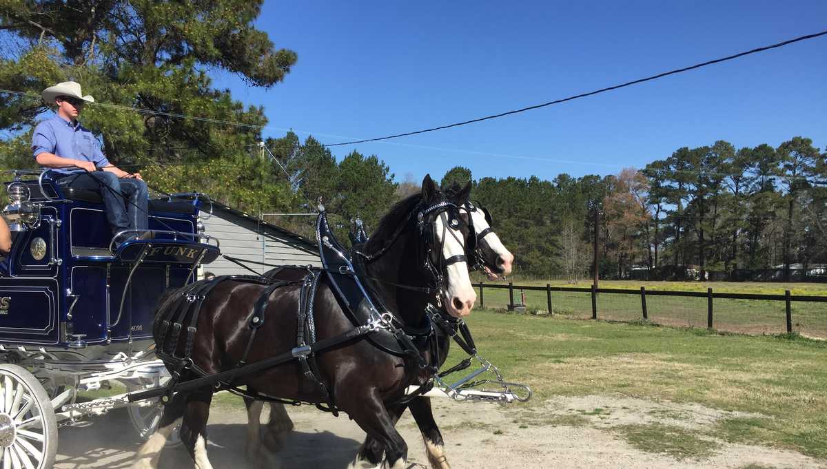 Express Clydesdales visit Savannah