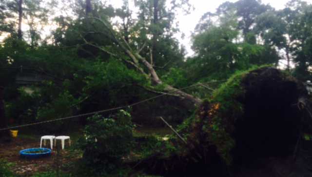 Woman trapped in home after tree falls in storm