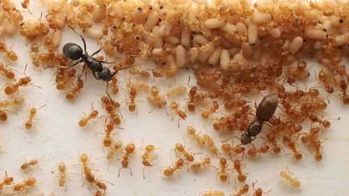 Scientists uncover an ant assassination scheme that helps a parasitic queen rise to power