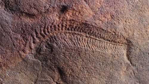 Fossils of an ancient sea creature are the oldest evidence of right-handedness
