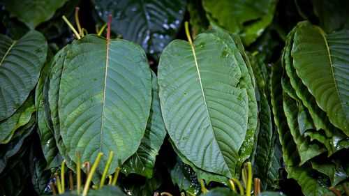 DEA moves to ban kratom-related compounds sold in consumer products