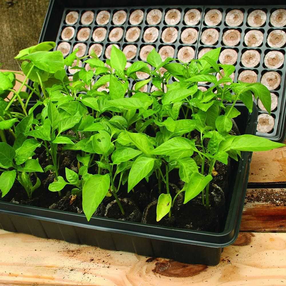 Professional Greenhouse with Plant Labels Starter Kit
