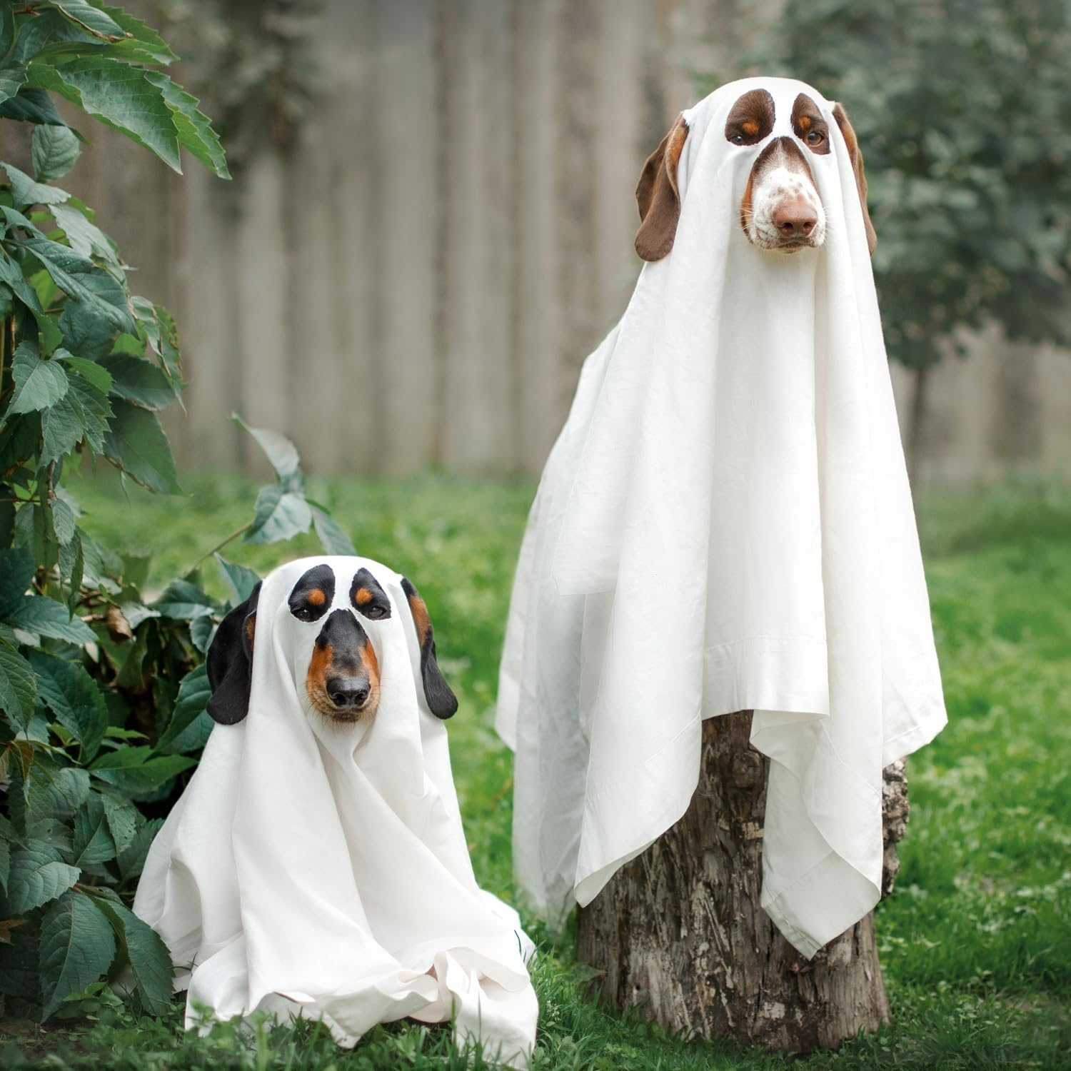 Halloween Ghost Dog Costume with Ear Holes