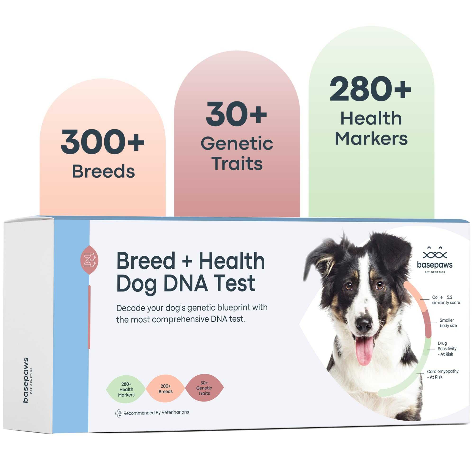Basepaws Dog DNA Testing Kit