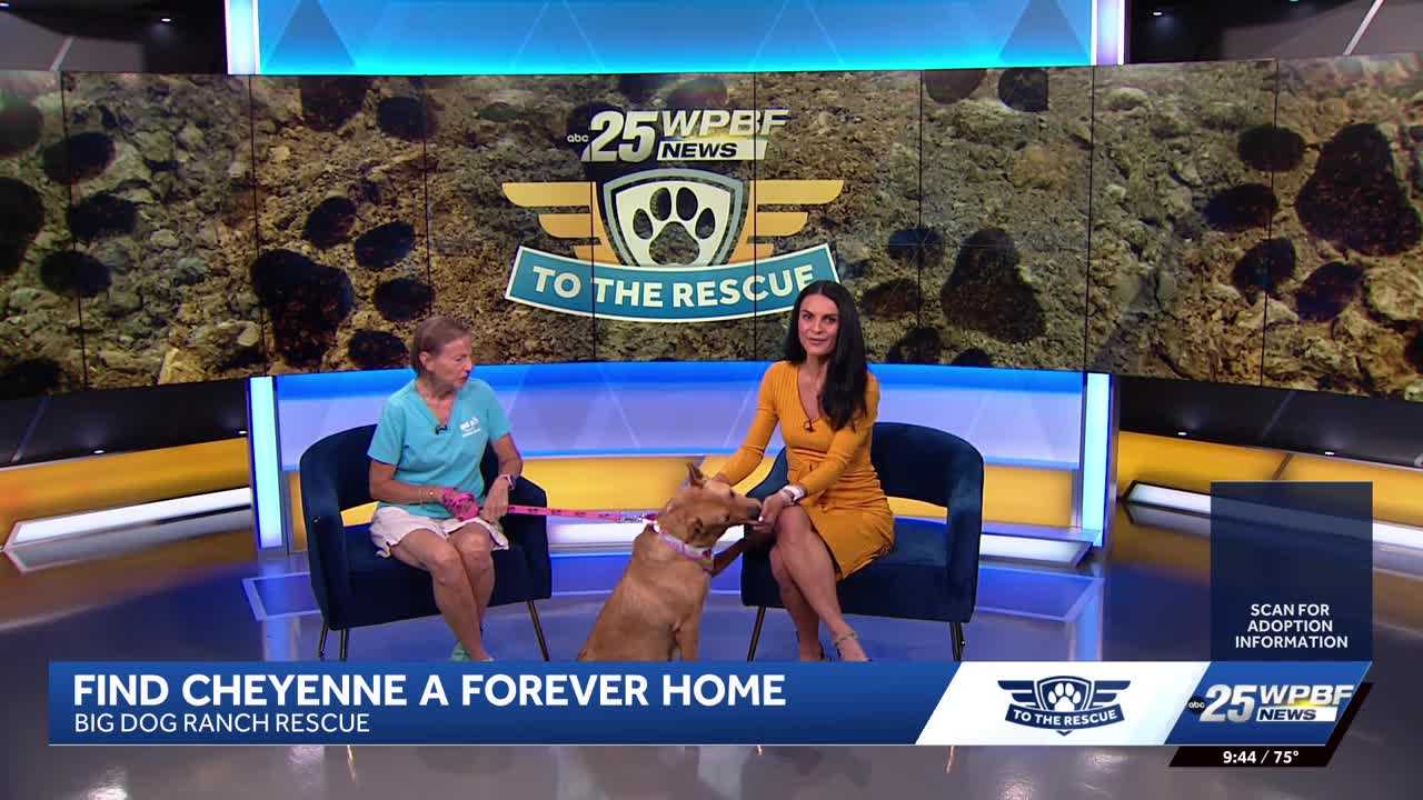 WPBF to the Rescue: Helping animals find forever homes