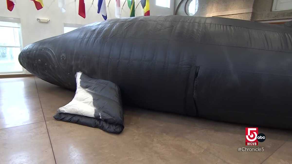 Unconventional world record collections Whale memorabilia and the