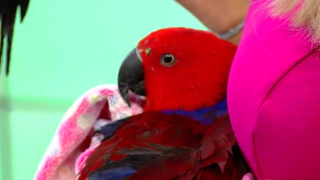 Creature Feature Oct. 7: Parrot Outreach Society