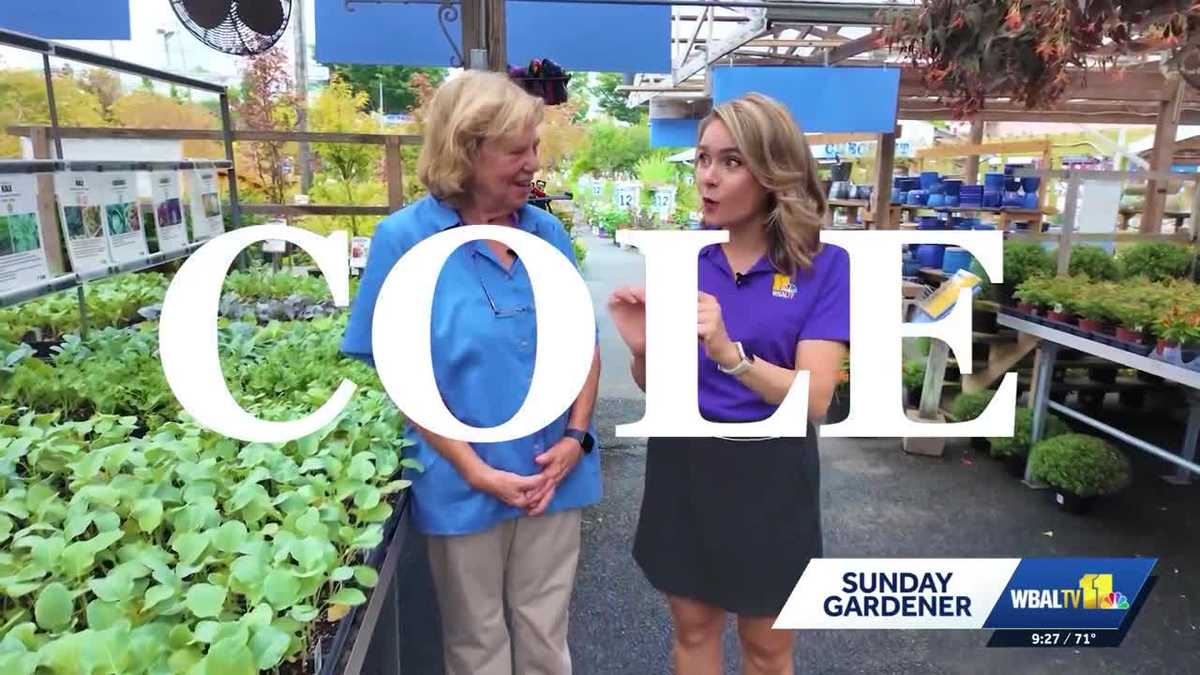 Sunday Gardener: Guide to planting cole crops at home