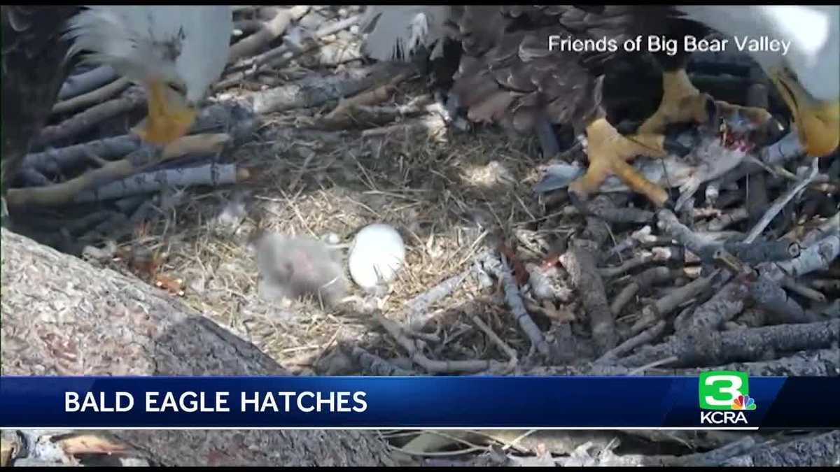 2 bald eagle eggs hatch in California mountains