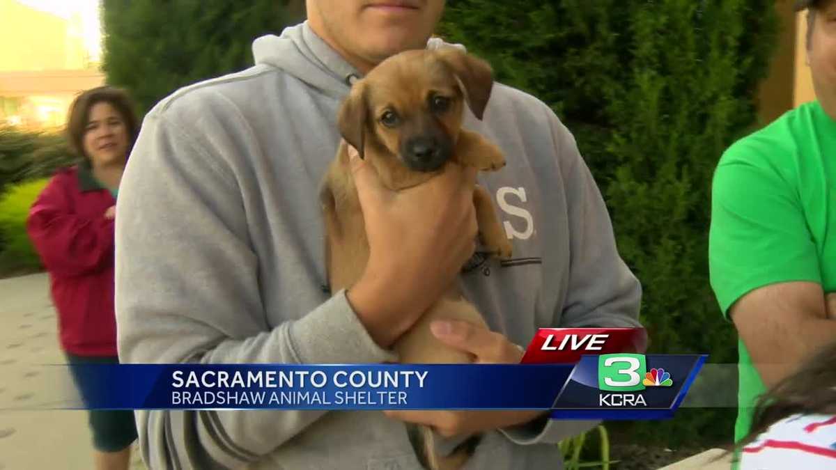 Sacramento County Animal Shelter offers free pet services