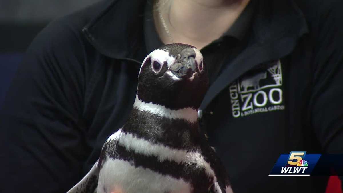 Penguin Days are back at the Cincinnati Zoo