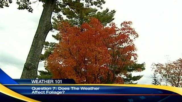Weather 101: Does the weather affect foliage?