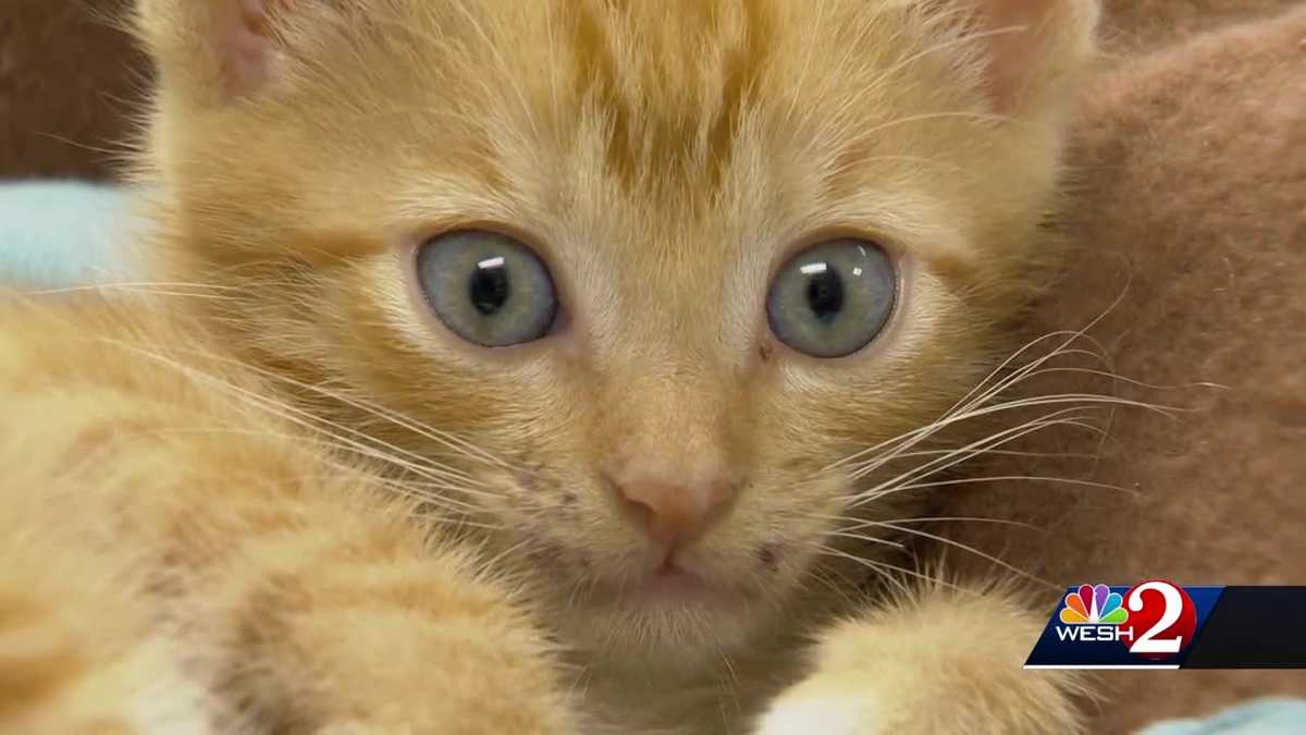 Kitten survives after being thrown from moving vehicle in New Smyrna Beach