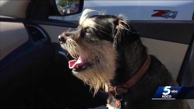 Oklahoma veterinarians warn 'canine flu' is rising - Vimarsana News