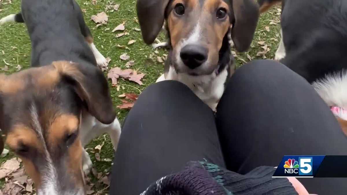 Pet Connection: Nov. 16, 2023