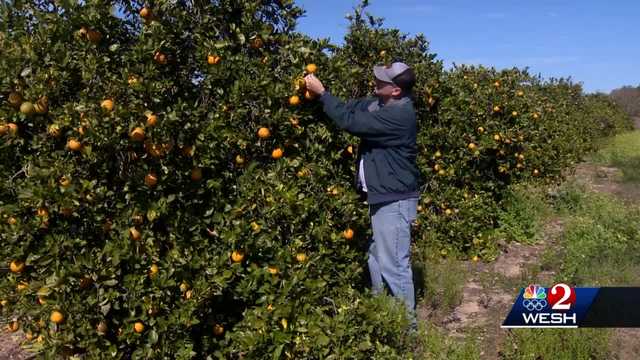 Central Florida citrus growers battling cold snap - Vimarsana News