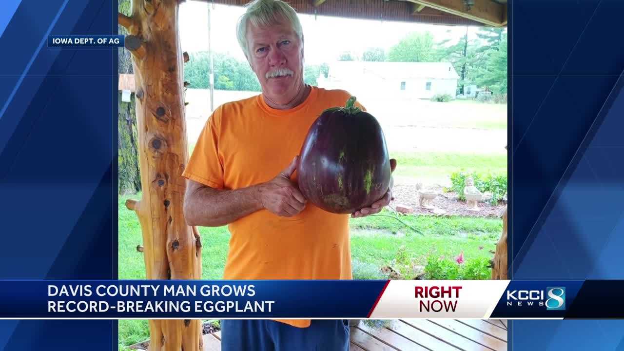 ★87MM★ Mmlg DAY RECORD HFT EGGPLANT World's largest eggplant: Iowa man claims new record