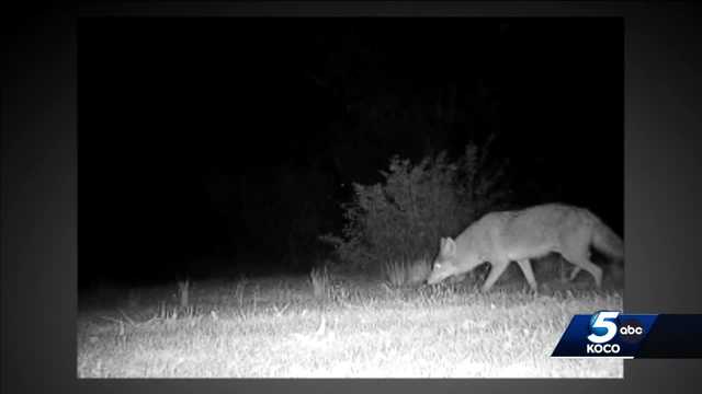 Oklahoma expert explains why you're seeing more coyotes - Vimarsana News