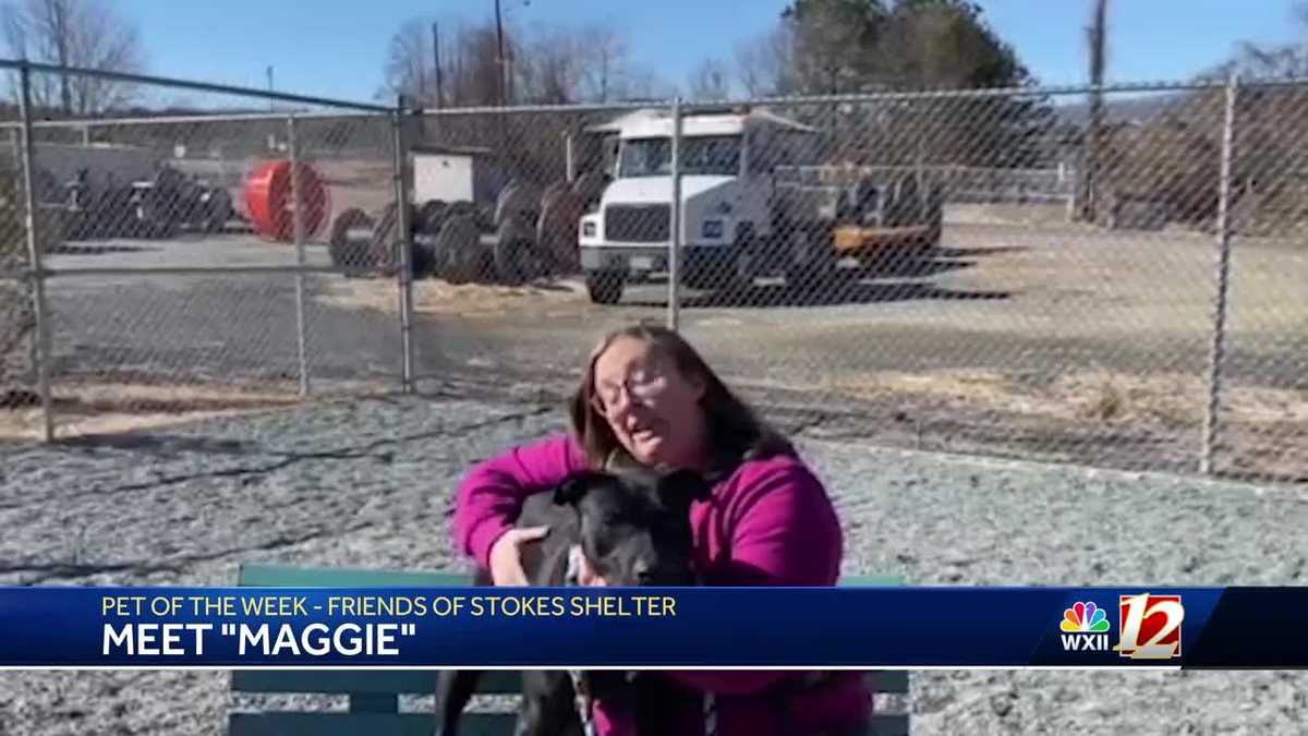 WXII Pet of the Week: Meet Maggie