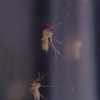 Officials warn of West Nile virus in Central Florida