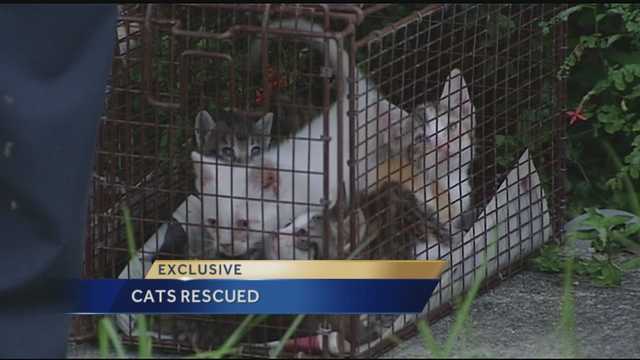 Warrant leads to Florida child-porn suspect, discovery of frozen cats