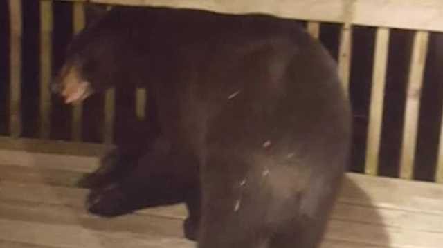 Black bear spotted on backyard deck in Oconomowoc - Vimarsana News