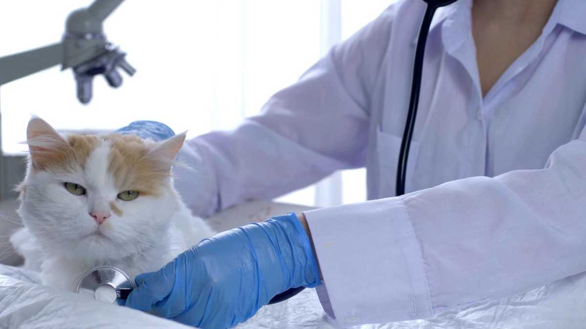 Florida senator files bill that would ban declawing cats
