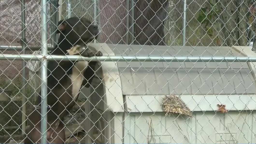 Bill setting guidelines on basic care requirements for pet dogs in Alabama set for a vote