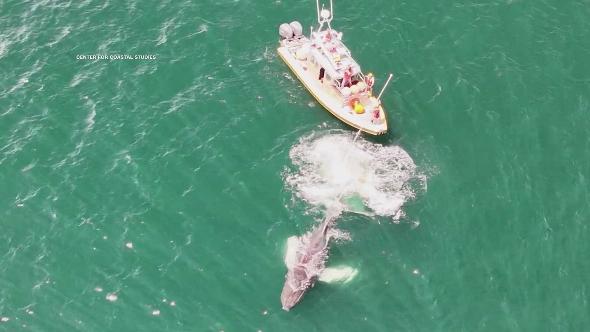 'It was an honor': Entangled whale freed from fishing gear