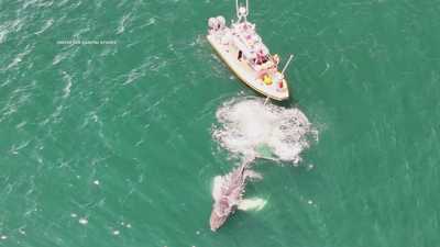 'It was an honor': Entangled whale freed from fishing gearwbbh