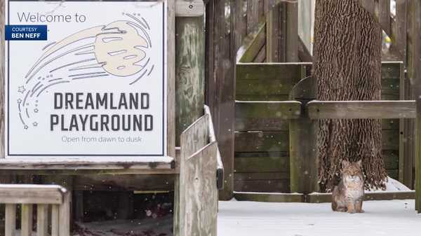 rare bobcat sighting surprises iowa playground visitors
