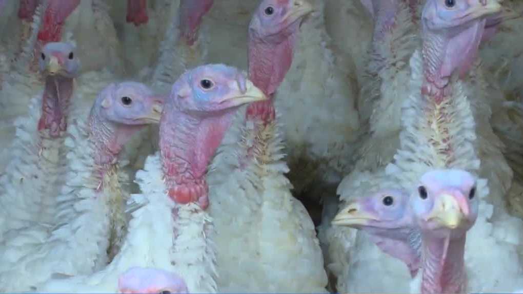 Los casos de gripe aviar continúan aumentando en Iowa