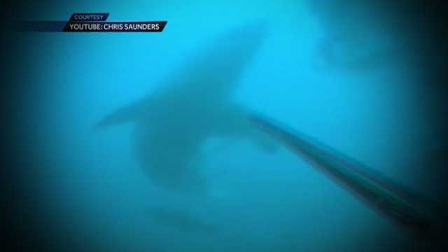 Diver encounters great white shark off coast of Fort Pierce