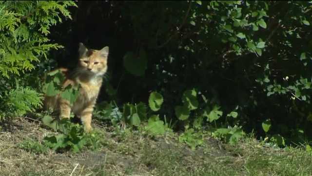 JEANNETTE: Cats rescued in Westmoreland County - Vimarsana News