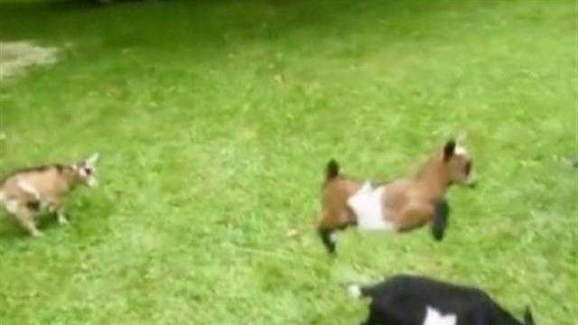 Exuberant dwarf goat catapults off fellow goats