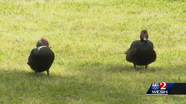 City of Maitland removes ducks from Lake Lily - Vimarsana News
