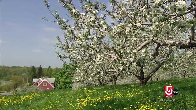 Classic Chronicle: Spring blooms in Western Massachusetts - Vimarsana News