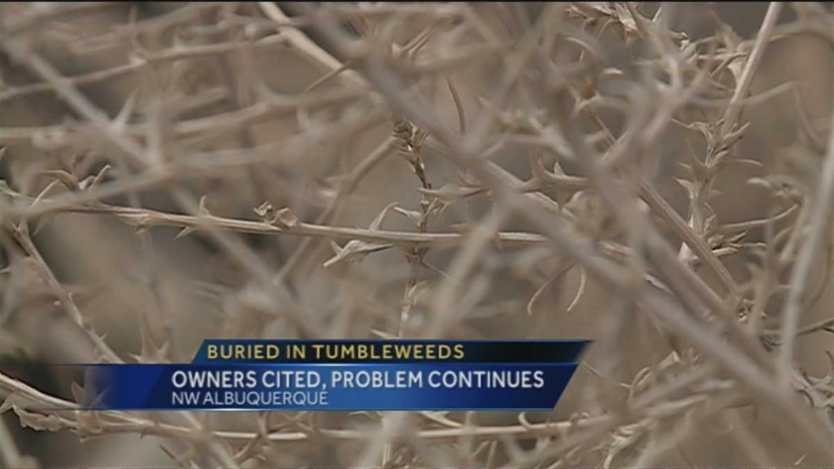 Tumbleweed trouble angers neighborhood