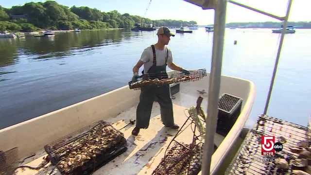 The historical love for oysters in New England - Vimarsana News