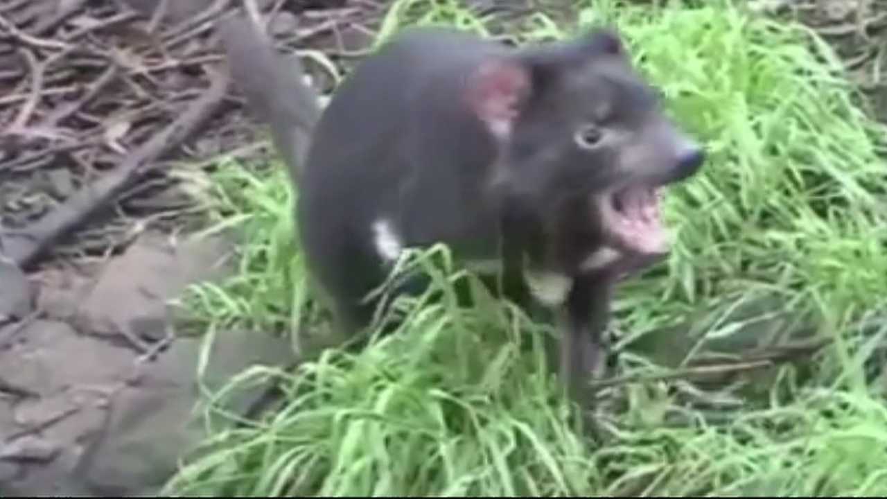 tasmanian devil spinning video