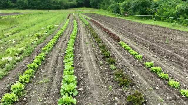 Maine Weather: Farmers struggle due to wet spring, summer - Vimarsana News