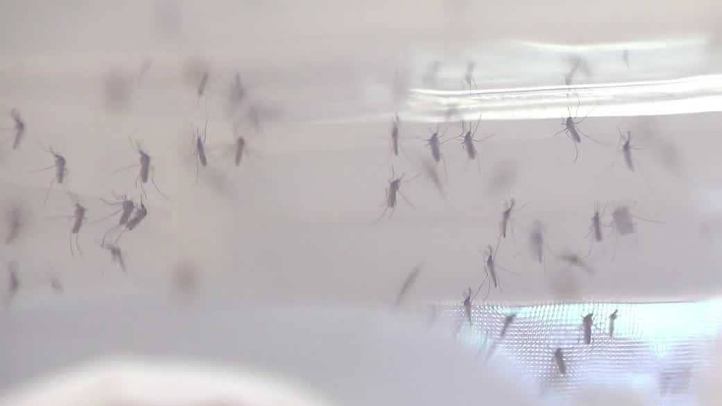 See how interns at Collier County Mosquito Control are keeping you bite-free