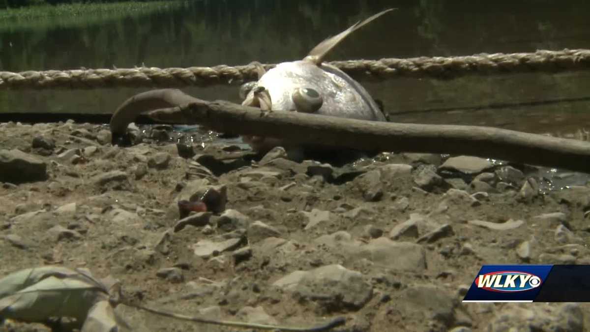 Hundreds of dead fish floating in Kentucky River as a result of bourbon